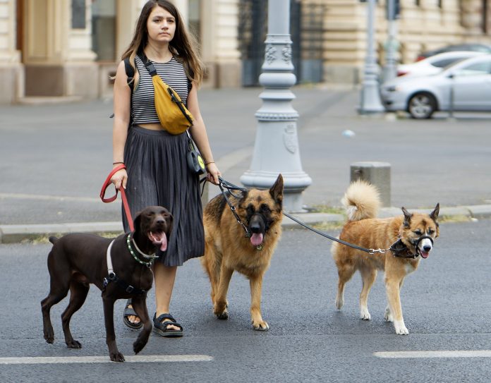 ser dog walker em Dublin