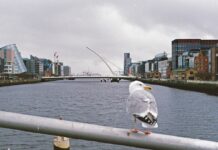 Volunteer Work in Ireland: How to Find Opportunities During Your Exchange