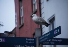 How to Choose the Right Length for Your Study Abroad Program Based on Your Goals